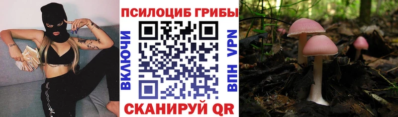 дарк нет наркотические препараты  где купить наркотик  Сасово  Псилоцибиновые грибы Magic Shrooms 